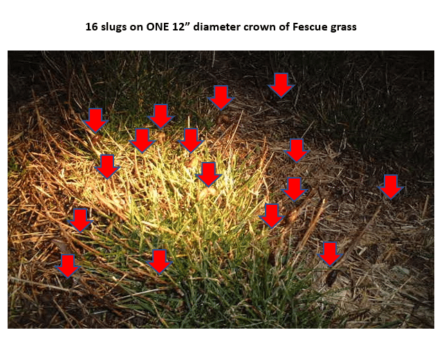 slugs on fescue grass
